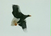 Steller's Sea Eagle, Hokkaido, Japan
